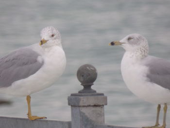 Close-up of seagulls perching on a sea