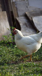 Close-up of bird on grass