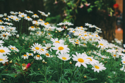 Close-up of daisy flowers on field