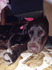 Dog resting on ground