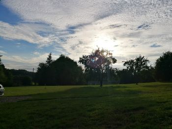 Trees on field against sky during sunset