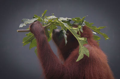 Close-up of monkey holding leaf