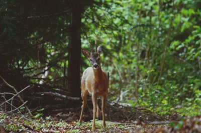 Portrait of deer standing on field