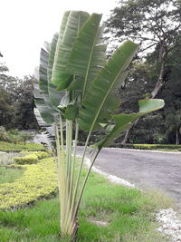 Plants growing on land in park