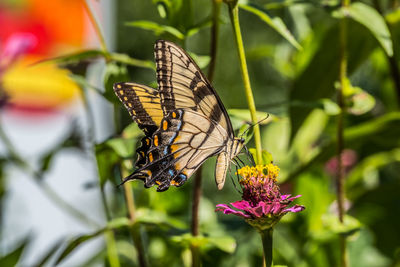 Close-up of butterfly pollinating on flower