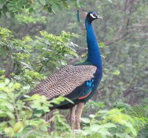 View of peacock
