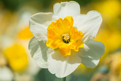 Close-up of fresh white yellow flower