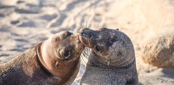 High angle view of sea lions at beach