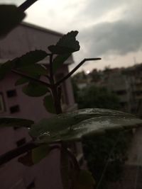 Close-up of plant against blurred background