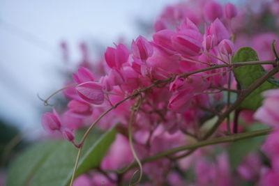 Close-up of pink flowers