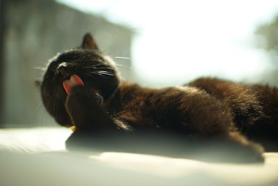 Close-up of cat