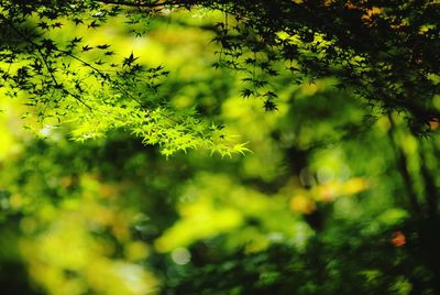 Close-up of leaves against blurred background