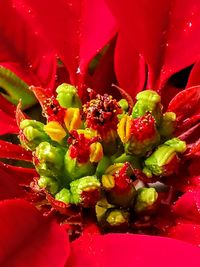 Close-up of red flowering plant