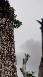 Low angle view of tree trunk