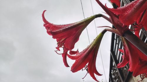 Low angle view of red hibiscus against sky