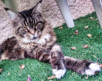 Cat lying on grass