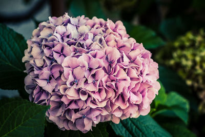 Close-up of flowers blooming outdoors
