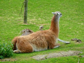 Llama relaxing on field