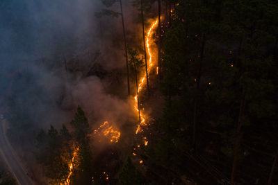 Forest fire, burning trees in flames