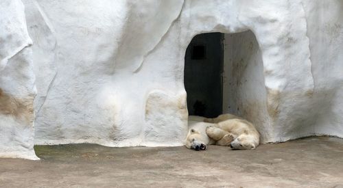 Two polar bears in a cave in a zoo in amsterdam in summer