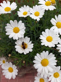 Close-up of white daisy flowers