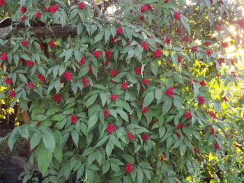 Close-up of red flowers