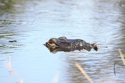 Florida gator 