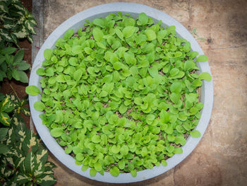 High angle view of vegetables in bowl