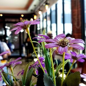 Close-up of purple flowers blooming outdoors