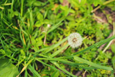 Close-up of dandelion flower on field