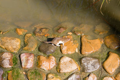 High angle view of turtle in lake