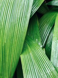 Full frame shot of palm leaves