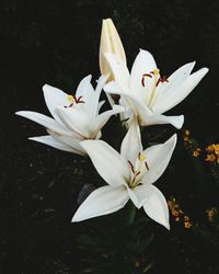 Close-up of white flower blooming outdoors