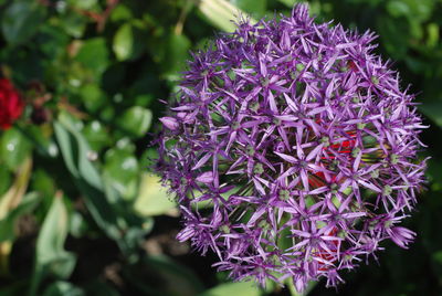 Close-up of purple flowering plant