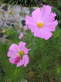 Close-up of pink cosmos flower