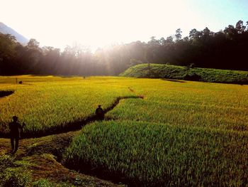 Scenic view of grassy field