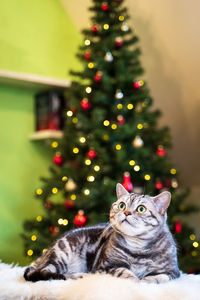 British short hair cat silver tabby sitting in front of christmas treee