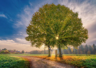 Trees on field against sky