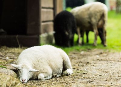 Sheep grazing on field