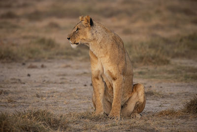 View of a cat on field