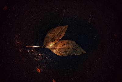 High angle view of dry leaf on plant during autumn