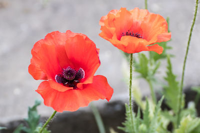 Close-up of red poppy flower