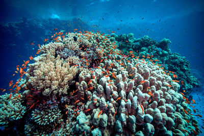 Low angle view of coral in sea