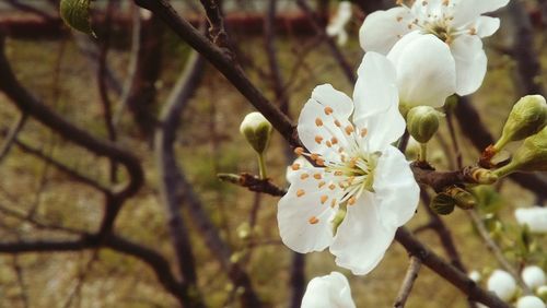 Close-up of apple blossoms in spring