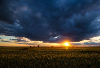 Scenic view of agricultural field against sky during sunset