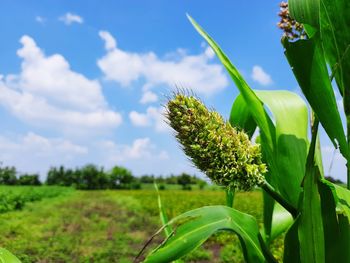 Close-up of flowering plant on field against sky