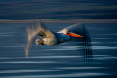 Close-up of bird flying against sky