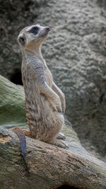 Close-up of lion sitting on rock
