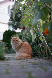 Cat sitting on a plant