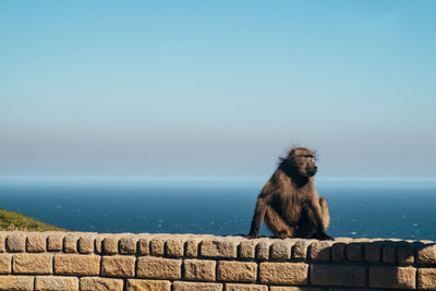 Baboon looking at the ocean - cape of good hope 